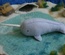 Soft Blue Narwhal