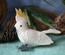 Cockatoo