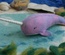 Purple & Blue Toned Narwhal