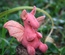 Baby Dragon, Light Red / Orange