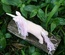 Pink Unicorn