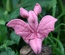 Baby Dragon, Pink