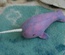 Purple & Blue Toned Narwhal