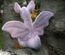 Baby Dragon, Light Purple / Yellow