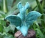 Baby Dragon, Green / Light Green