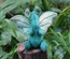 Baby Dragon, Dark Green