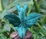 Baby Dragon, Dark Green