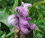 Baby Dragon, Purple