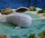 Soft Blue Narwhal