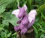 Baby Dragon, Purple