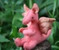 Baby Dragon, Light Red / Orange