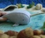 Soft Blue Narwhal
