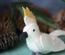 Cockatoo