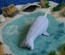 Soft Blue Narwhal