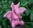 Baby Dragon, Pink