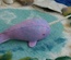 Purple & Blue Toned Narwhal