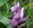 Baby Dragon, Purple