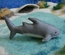 Bull Shark (Blue Stitching)