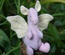Baby Dragon, Light Purple / Yellow