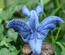 Baby Dragon, Blue