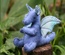Baby Dragon, Blue