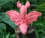 Baby Dragon, Light Red / Orange