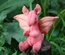 Baby Dragon, Light Red / Orange