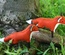 Woodland Fox