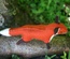 Woodland Fox