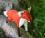 Woodland Fox