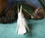 Cockatoo
