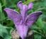 Baby Dragon, Purple