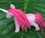 Pink Unicorn