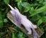 Purple Sparkle Unicorn
