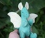 Baby Dragon, Green / Light Green