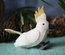 Cockatoo