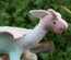 Taraleigh's Dragon, Pink & Aqua Blend