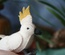 Cockatoo