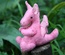 Baby Dragon, Pink